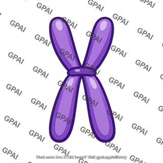 Duplicated chromosome