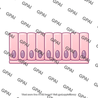 Simple columnar epithelium