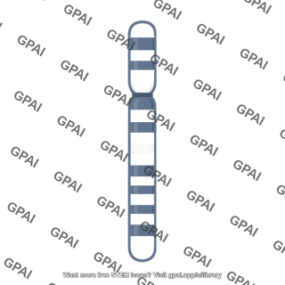 Banded chromosome