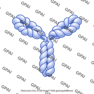 Antibody protein 3d