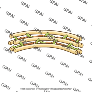 Cell wall loosened