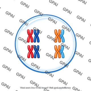 Meiosis i cell