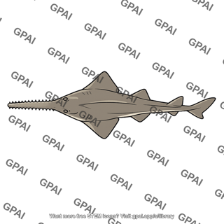 Sawfish