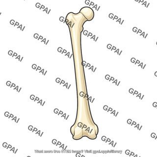Femur