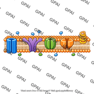 Plasma membrane neuron