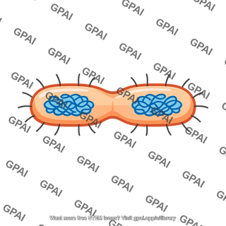 Bacterial cell binary fission