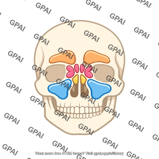 Nasal sinus
