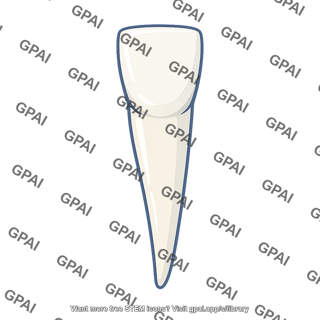 Incisor
