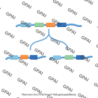 Alternative splicing