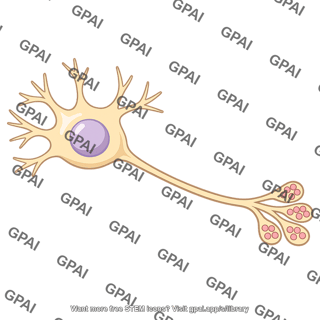 Neurosecretory cell hypothalamus