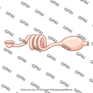 Metanephridium with bladder