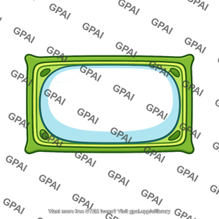 Turgid plant cell