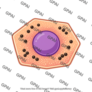 Glucose storing liver cell
