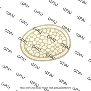 Statolith starch granule