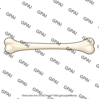 Long bone