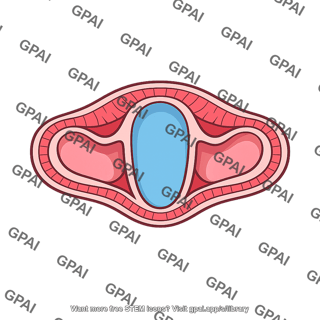 Coelom formed from archenteron folds
