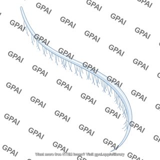Ctenophore tentacle