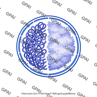 Nuclear chromatin
