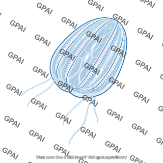 Comb jelly