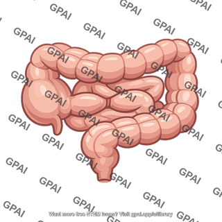 Human intestines