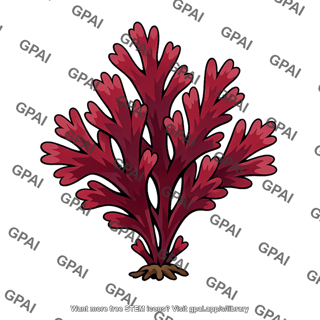 Red alga chondracanthus harveyanus