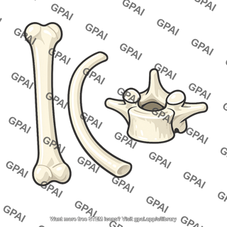 Mineralized skeleton