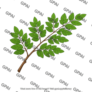 Golden rain tree branch leaves