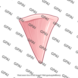 Single vocal cord