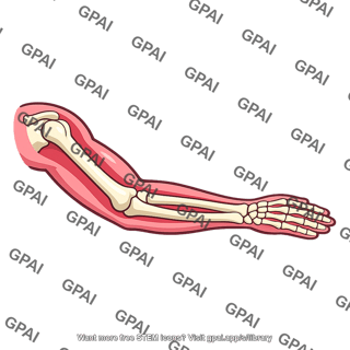 Human arm skeleton