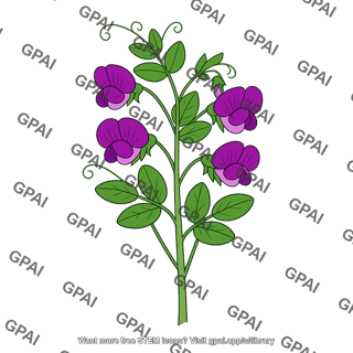 Pea plant purple flowered