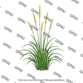 Tallgrass prairie grass
