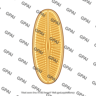 Diatom