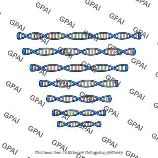 Dna fragments varying lengths