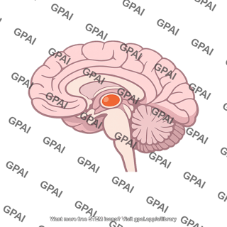 Brain satiety center