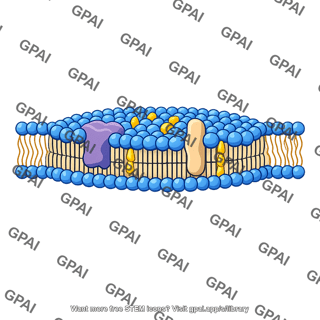 Lipid raft