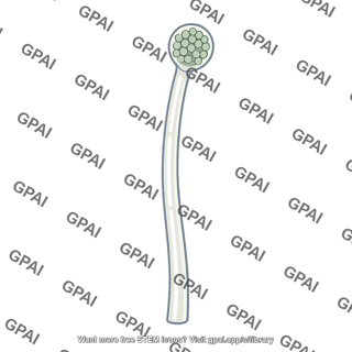 Sporebearing hypha