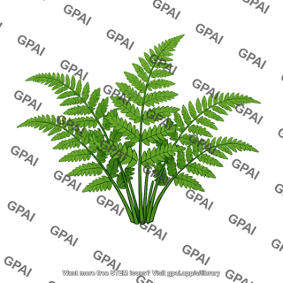 Fern plant