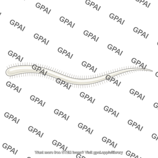 Hairy flagellum