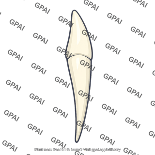 Canine tooth