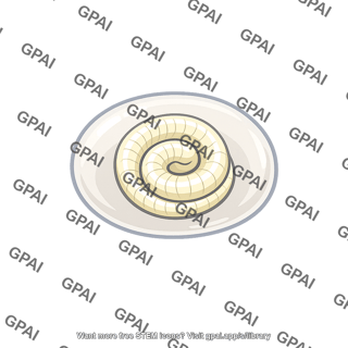 Trichinella spiralis juvenile encysted
