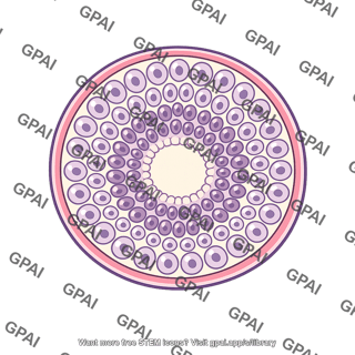 Seminiferous tubule
