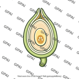 Ovule longitudinal section