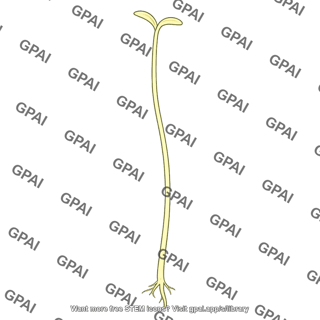 Etiolated plant seedling