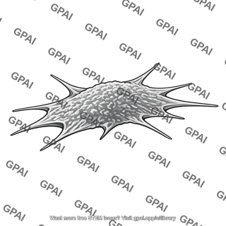 Fibroblast sem