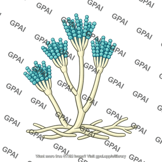 Penicillium