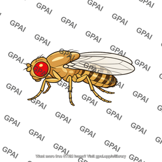 Fruit fly drosophila melanogaster