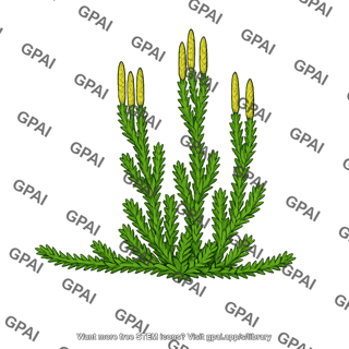 Club moss