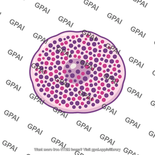Mast cell
