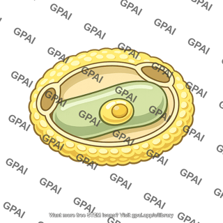 Male gametophyte angiosperm