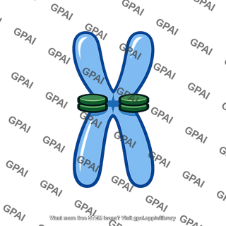 Chromosome with kinetochores
